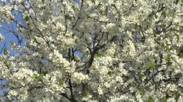 Blommande träd . — Stockvideo
