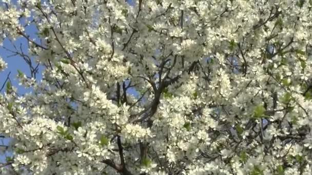 Arbre en fleurs .
