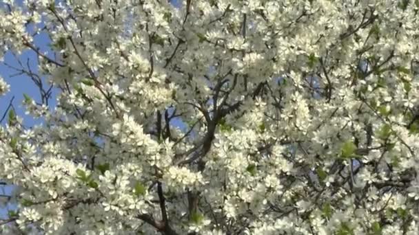 Blühender Baum . — Stockvideo