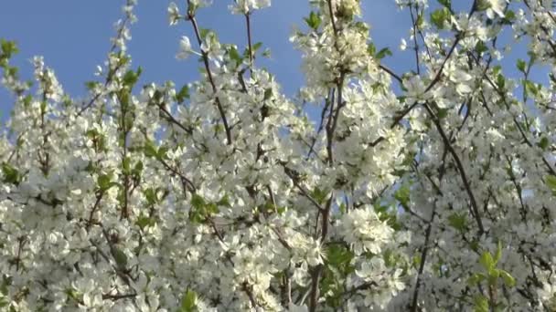 Blühender Baum . — Stockvideo