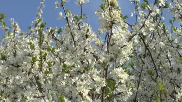 Blossoming tree . — Stock Video