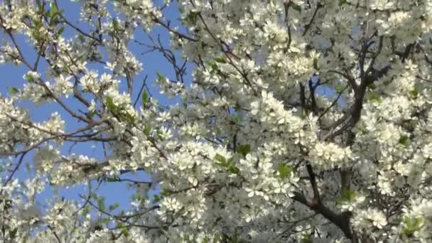 Blossoming tree . — Stock Video