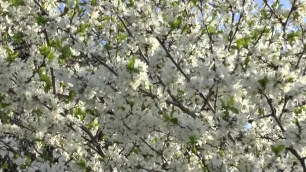 Kvetoucí strom . — Stock video