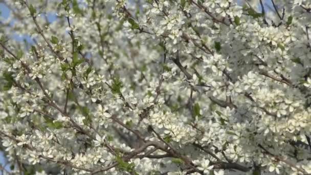 Blommande träd . — Stockvideo