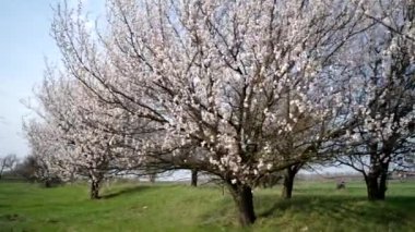 çiçek açması kayısı ağacı