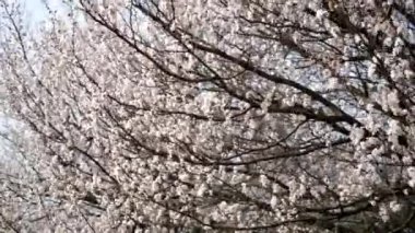 çiçek açması kayısı ağacı