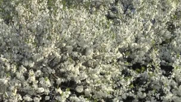 Albero in fiore . — Video Stock