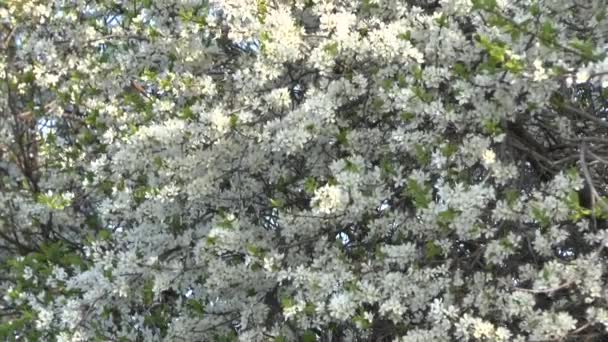 Blossoming tree . — Stock Video