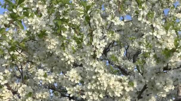 Árbol en flor . — Vídeo de stock