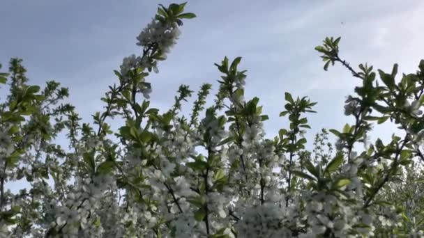 Árbol en flor . — Vídeo de stock