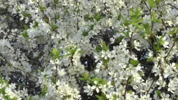 Blossoming tree . — Stock Video