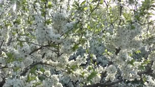 Blühender Baum . — Stockvideo