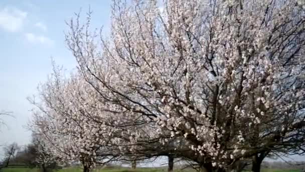Árvore de damasco florescente — Vídeo de Stock