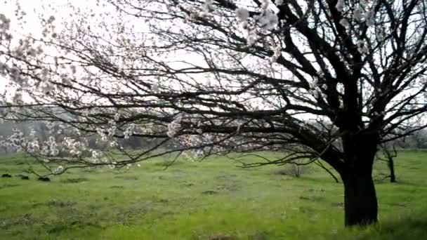Árbol de albaricoque en flor — Vídeo de stock