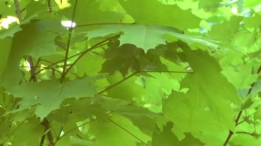 oyun on ağacının yaprakları ışık