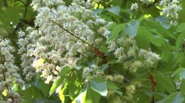 Yeni gelişen bir kestane ağacı