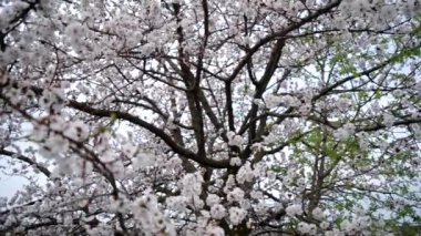 çiçek açması kayısı ağacı