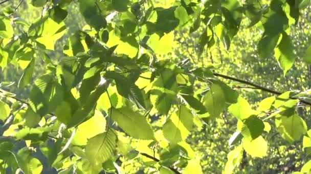 Spel van licht op de bladeren van een boom — Stockvideo