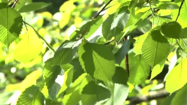 Spel van licht op de bladeren van een boom — Stockvideo