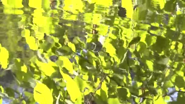 Reflection of branches of trees on a surface of water — Stock Video