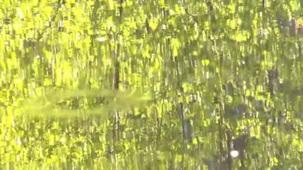 Réflexion des branches d'arbres sur une surface d'eau — Video