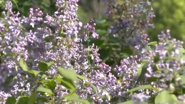 Blossoming bush of a lilac — Stock Video