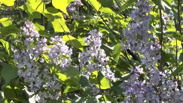 Arbusto floreciente de una lila — Vídeos de Stock