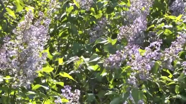 Bloeiende bush van een Lila — Stockvideo