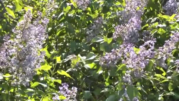 Buisson florissant d'un lilas 