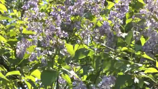 Buisson florissant d'un lilas — Video