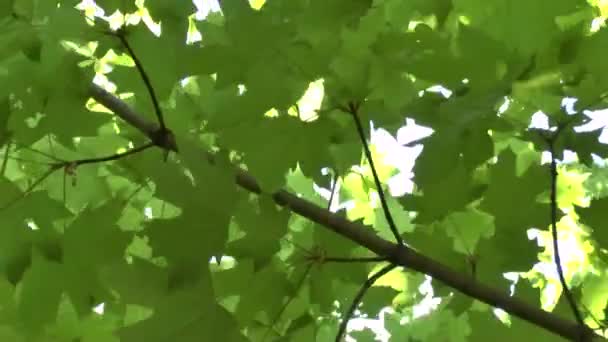 Game of light on foliage of a tree — Stock Video