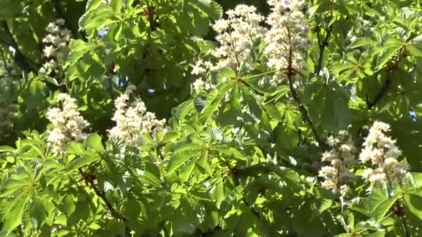 Blühender Baum einer Kastanie — Stockvideo