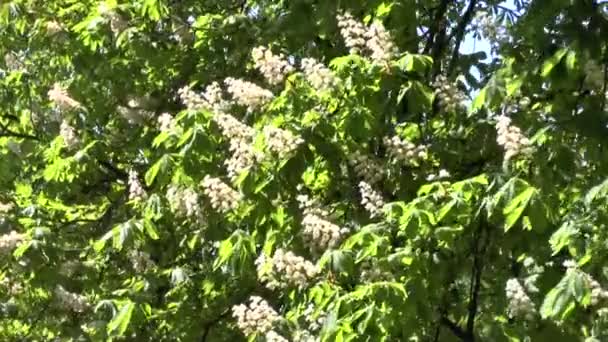 Árbol floreciente de un castaño — Vídeo de stock