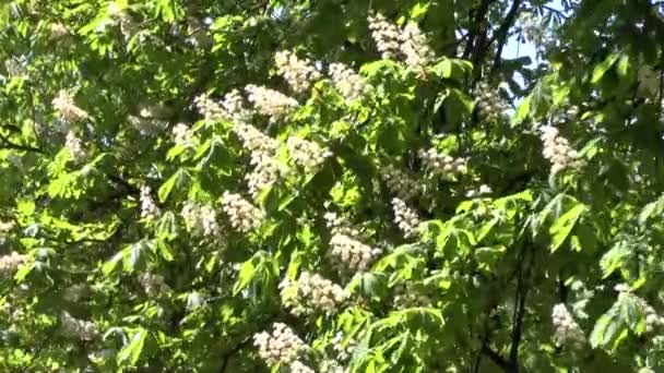 Blommande träd av en kastanj — Stockvideo