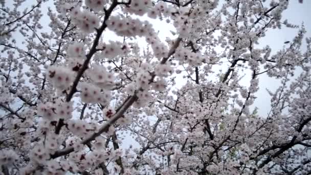 Blossoming apricot tree — Stock Video