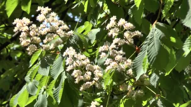 Árbol floreciente de un castaño — Vídeos de Stock