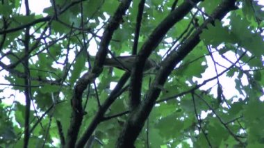 bir kuş harika şarkı