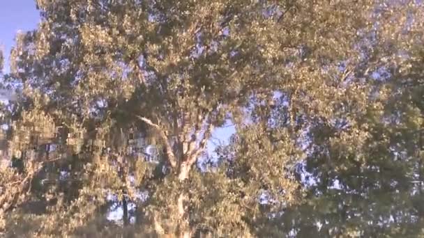 Réflexion des branches d'arbres sur une surface d'eau — Video