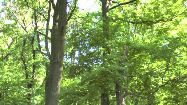 Bosque de abeto en la última luz del sol — Vídeo de stock