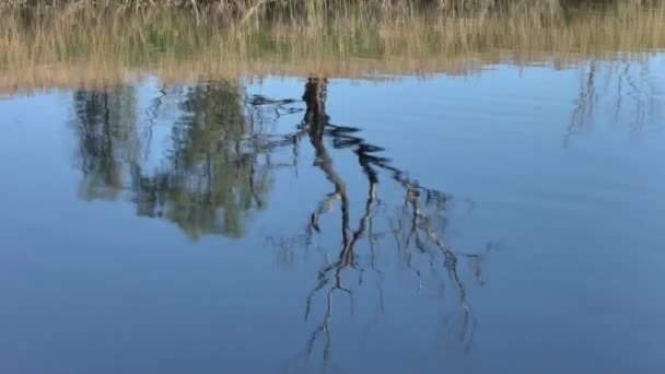 Отражение ветвей деревьев на поверхности воды — стоковое видео