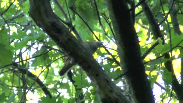 Prachtige zang van een vogel — Stockvideo