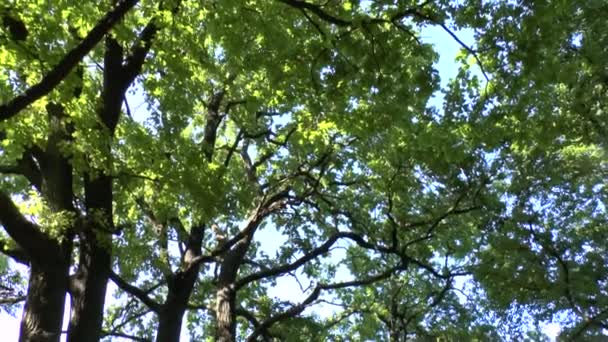 Çam ağacı orman içinde geçen güneş ışığı — Stok video