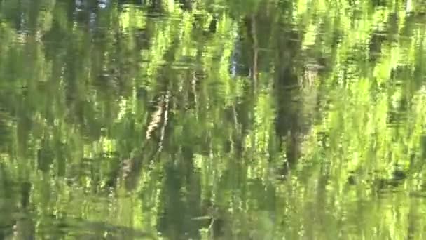 Riflessione di rami di alberi su una superficie d'acqua — Video Stock