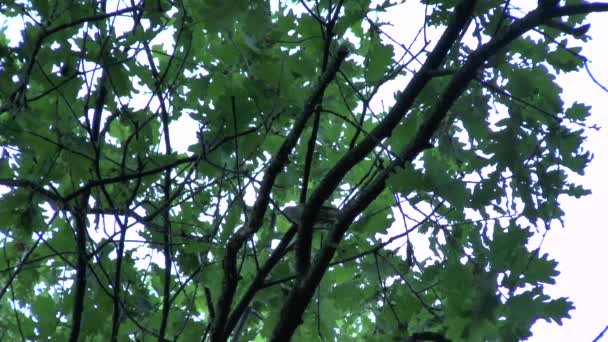 Merveilleux chant d'oiseau — Video