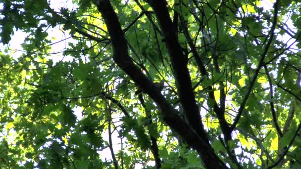 Merveilleux chant d'oiseau 