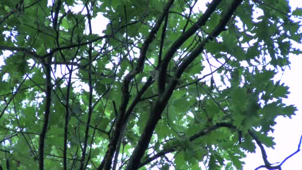 Merveilleux chant d'oiseau — Video