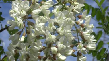 bir akasya çiçek şube