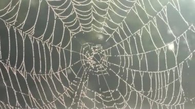 su örümcek ağı