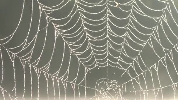 Water on a spider web — Stock Video