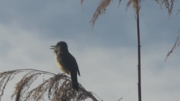 Canto pájaro — Vídeos de Stock